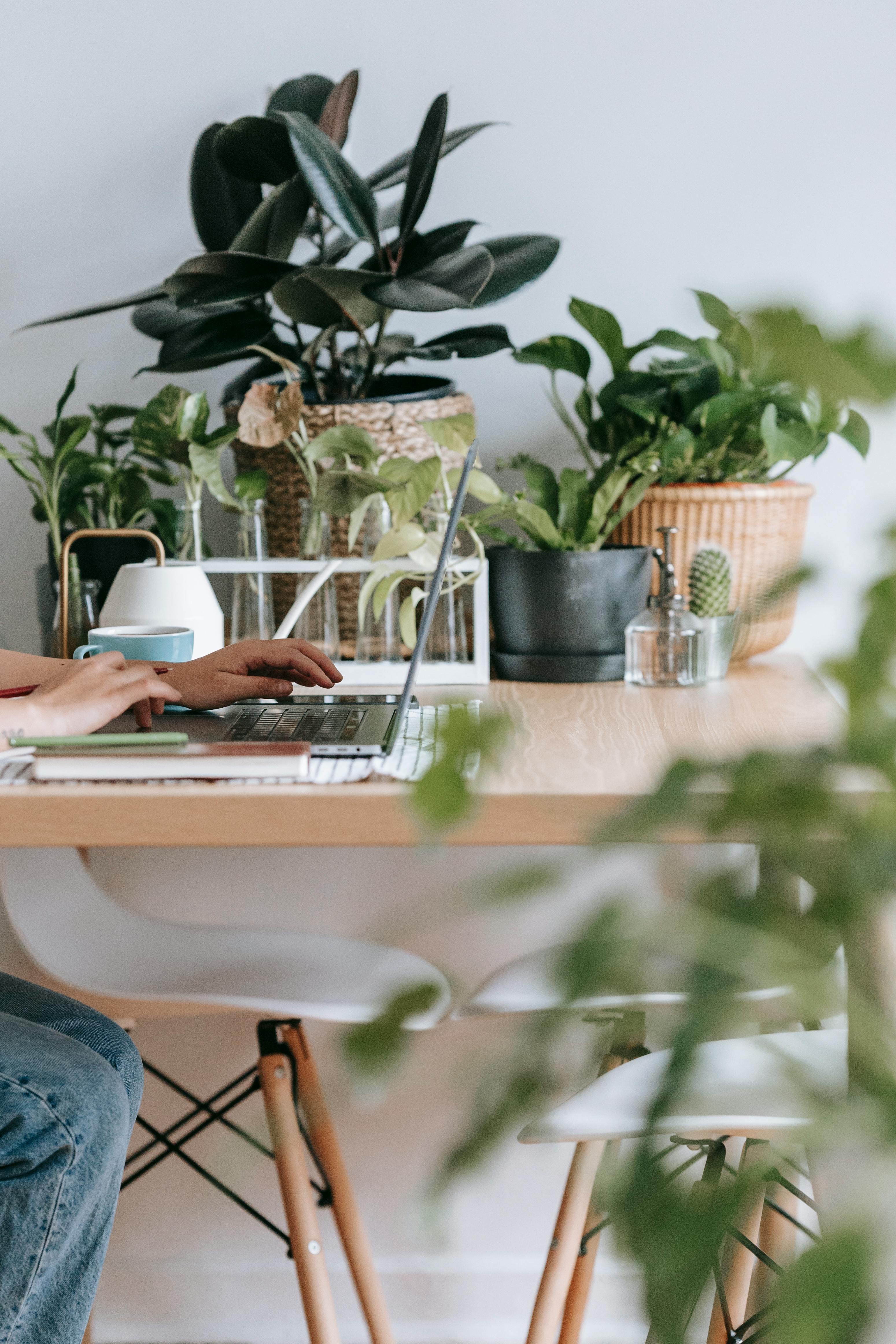Someone working at a desk surrounded by plants